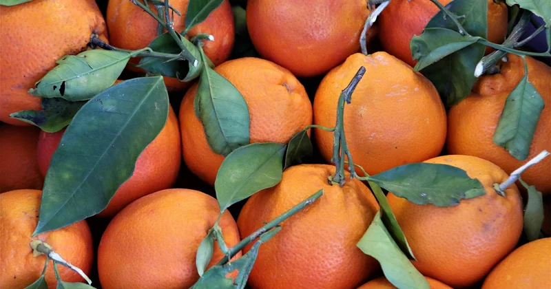 Pourquoi la clémentine a-t-elle remplacé la mandarine chez nous ?