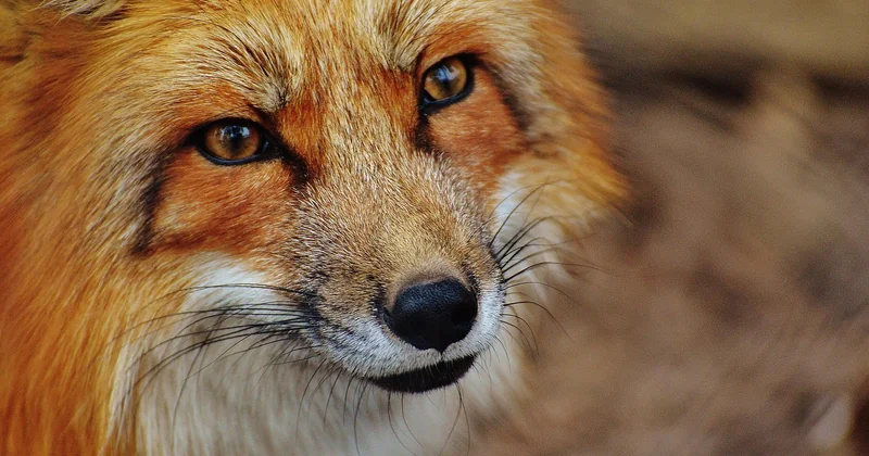 Le crop factor : un avantage caché pour la photo animalière et sportive