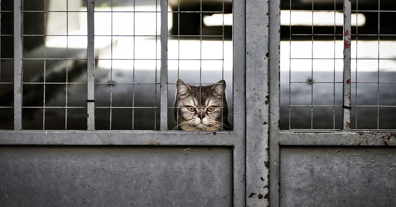 Chat asocial ou chat malade ? Le tableau qui change tout