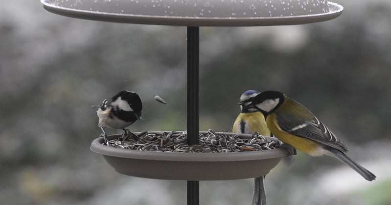 La mésange noire, ce petit oiseau qui défie les grands froids : tout savoir