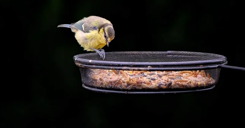 Comment aider la mésange noire dans son jardin ?