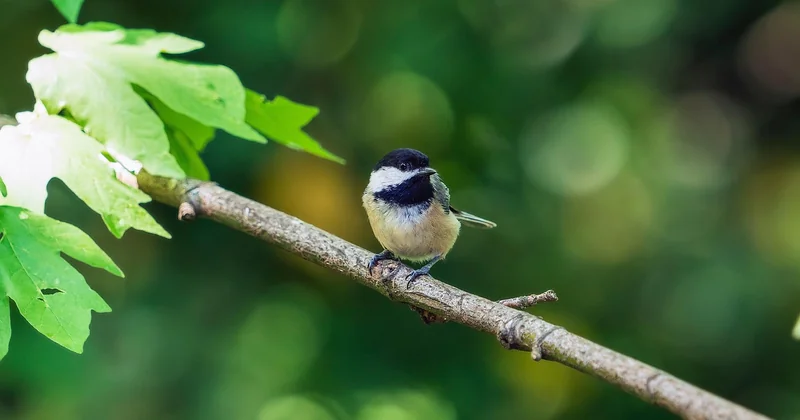 Le chant de la mésange noire : plus rapide qu'il n'y paraît