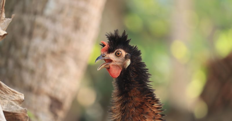 Poule coucou : la poule idéale pour votre jardin ?