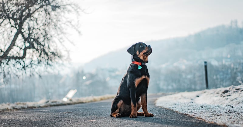 Rottweiler catégorie : tout savoir sur ce chien de garde puissant