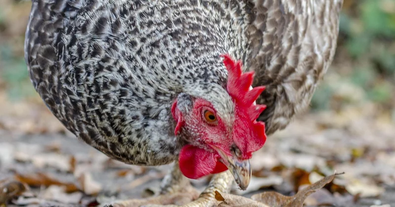 Caractère : que vaut vraiment une poule coucou ?