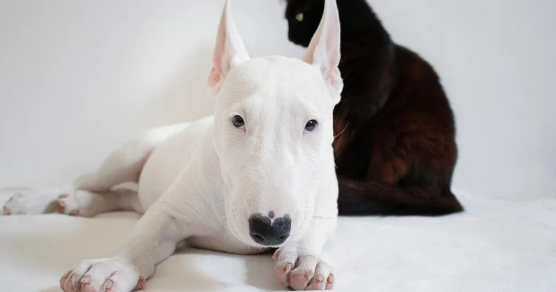 Chien autiste, chat trisomique : quand on projette nos catégories