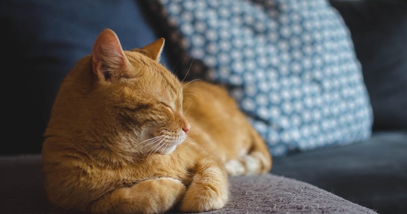 Chat autiste : comprendre et accompagner votre félin pas comme les autres