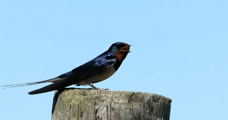 Le chant de l'hirondelle rustique, une musique de grange