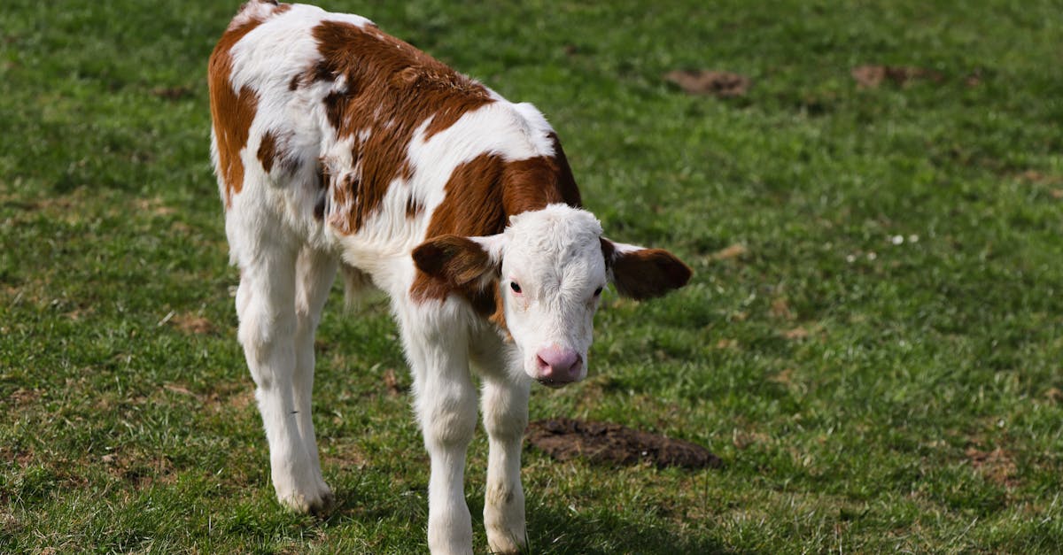 découvrez l'univers du paddock, un espace dédié aux chevaux et aux passionnés d'équitation. explorez nos conseils, astuces et actualités autour de la gestion des paddocks, la santé des équidés, et l'organisation d'événements équestres.